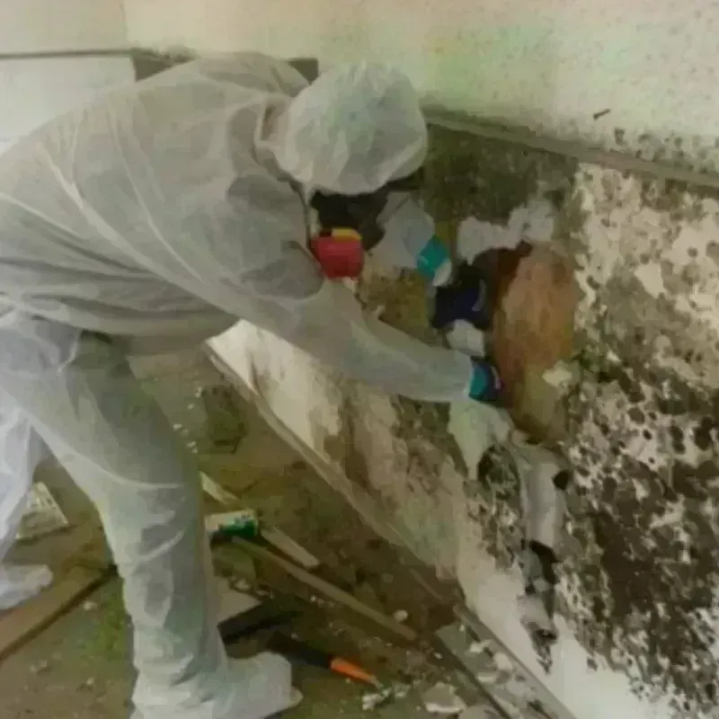 Mold Remediation and Removal in Clifton, CO